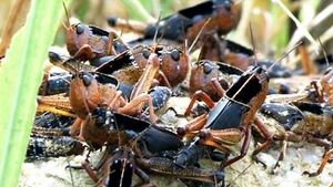 해남에서 집단 번식한 풀무치.jpg